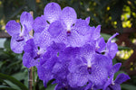 Load image into Gallery viewer, Vanda Sansai blue
