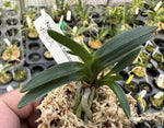 Load image into Gallery viewer, Neofinetia falcata 'Sasumaru' 佐須丸