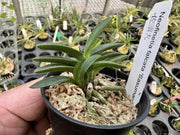Neofinetia falcata 'Sasumaru' 佐須丸