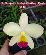 Load image into Gallery viewer, Cattleya Angel Song &#39;Kewpie&#39; (C.Beaufort x C.Orglade&#39;s)
