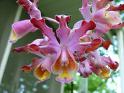 Schomburgkia tibicinis