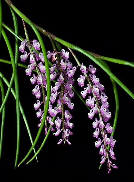 Schoenorchis juncifolia