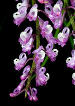 Load image into Gallery viewer, Schoenorchis juncifolia