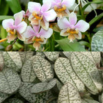 Carica l'immagine nel visualizzatore Galleria, Phalaenopsis schilleriana (silver leaves) × stuartiana var. nobilis