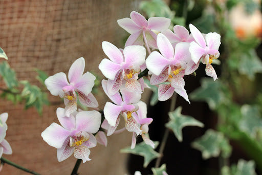 Phalaenopsis schilleriana (silver leaves) × stuartiana var. nobilis