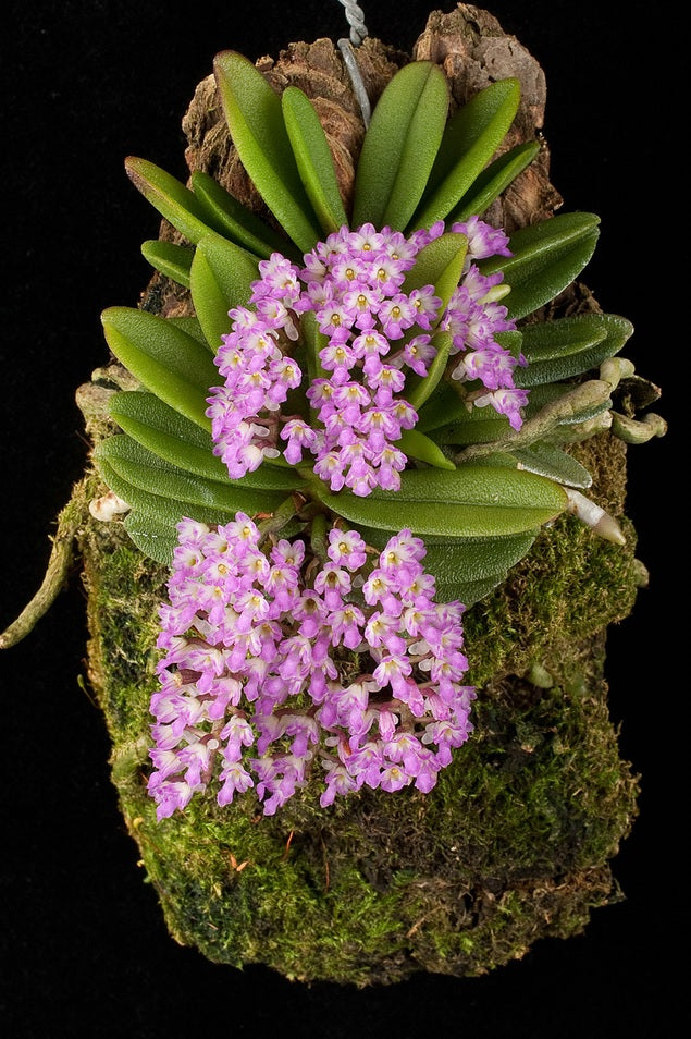 Schoenorchis fragrans