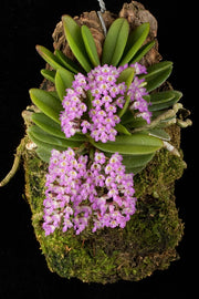Schoenorchis fragrans