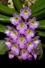 Load image into Gallery viewer, Schoenorchis phitamii