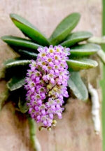 Load image into Gallery viewer, Schoenorchis phitamii