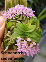 Load image into Gallery viewer, Schoenorchis seidenfadenii

