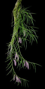 Load image into Gallery viewer, Schoenorchis juncifolia