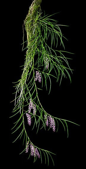 Schoenorchis juncifolia