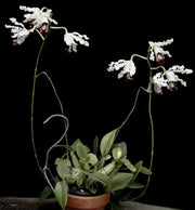 Schomburgkia albopurpurea