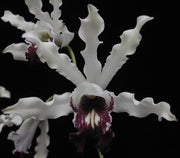 Schomburgkia albopurpurea