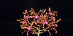Load image into Gallery viewer, Schomburgkia wallisii (syn. L. colombiana)
