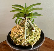 Neofinetia falcata 'Seidai' 聖代