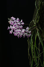 Carica l&#39;immagine nel visualizzatore Galleria, Seidenfadenia mitrata
