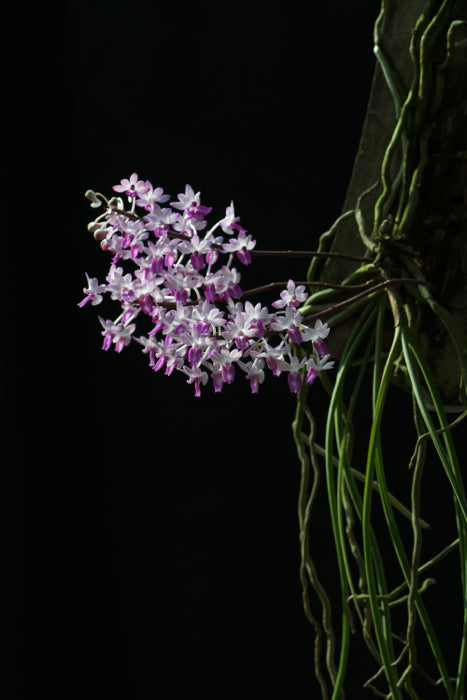 Seidenfadenia mitrata