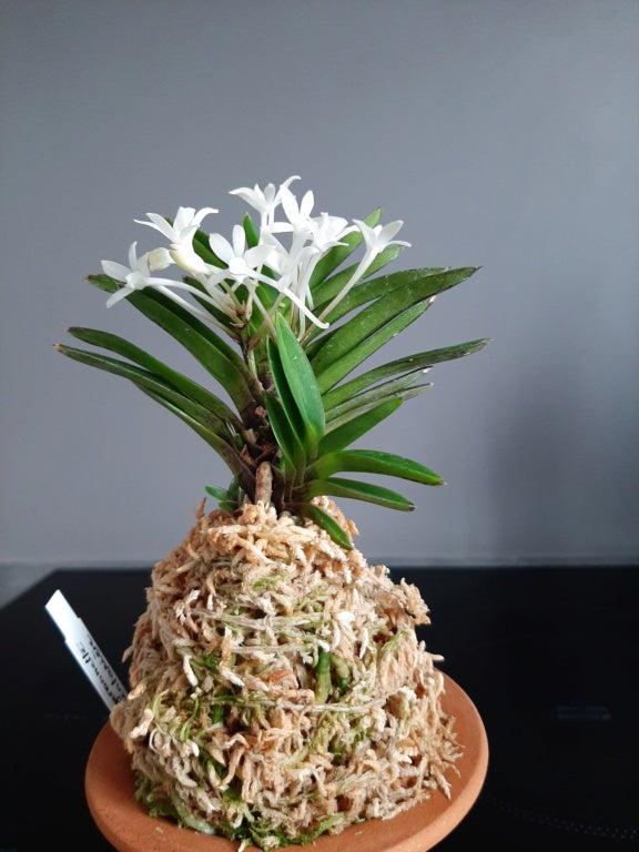 Neofinetia falcata 'Sekirei' 鶺鴒