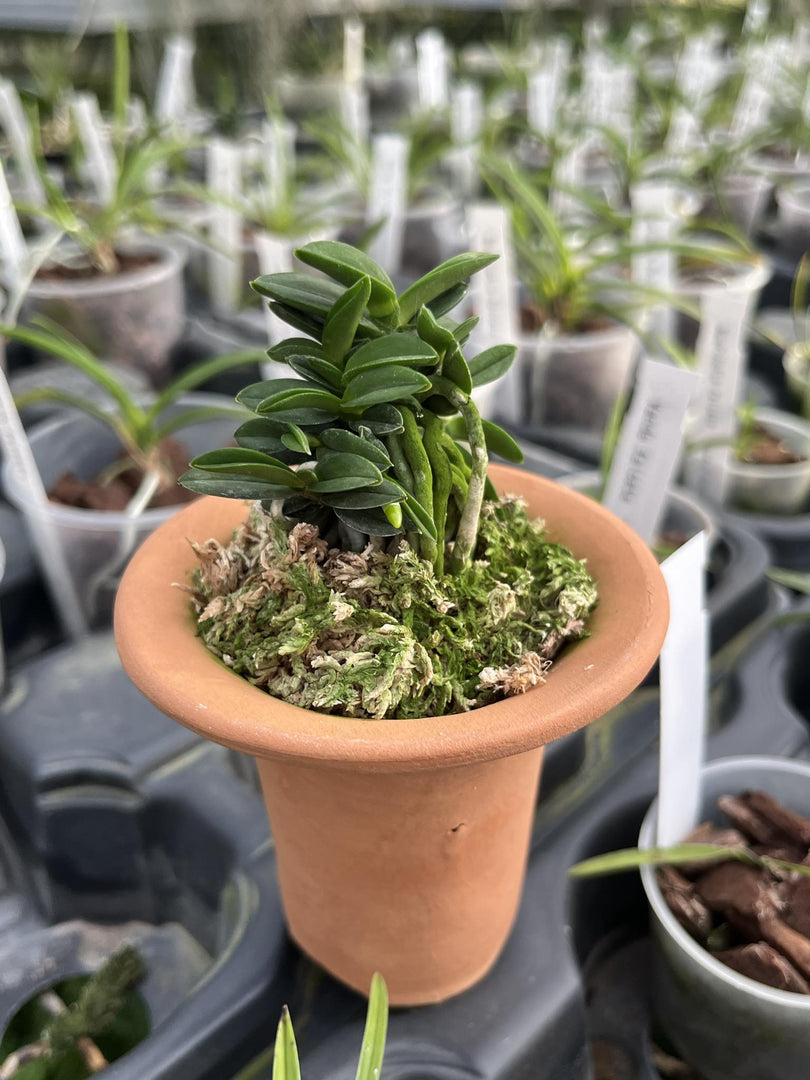 Neofinetia falcata 'Senzai' 千載