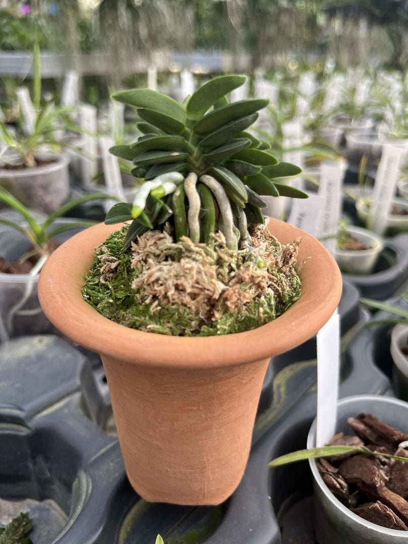 Neofinetia falcata 'Senzai' 千載