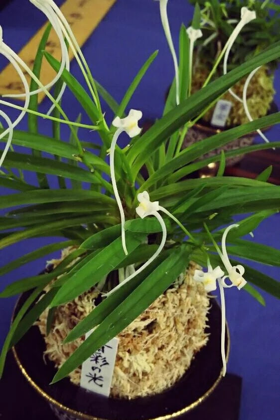 Neofinetia falcata 'Seisainohikari' 青彩の光