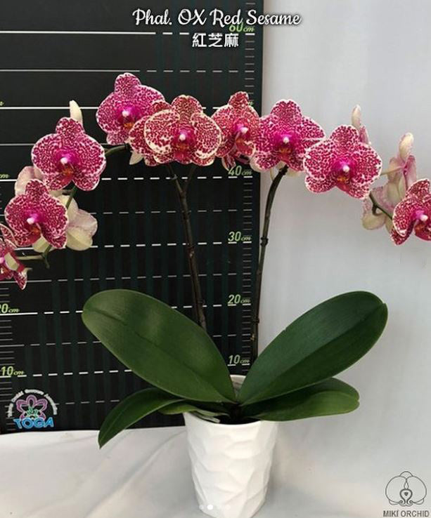 Phalaenopsis OX Red Sesame
