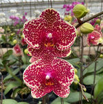 Carica l&#39;immagine nel visualizzatore Galleria, Phalaenopsis OX Red Sesame
