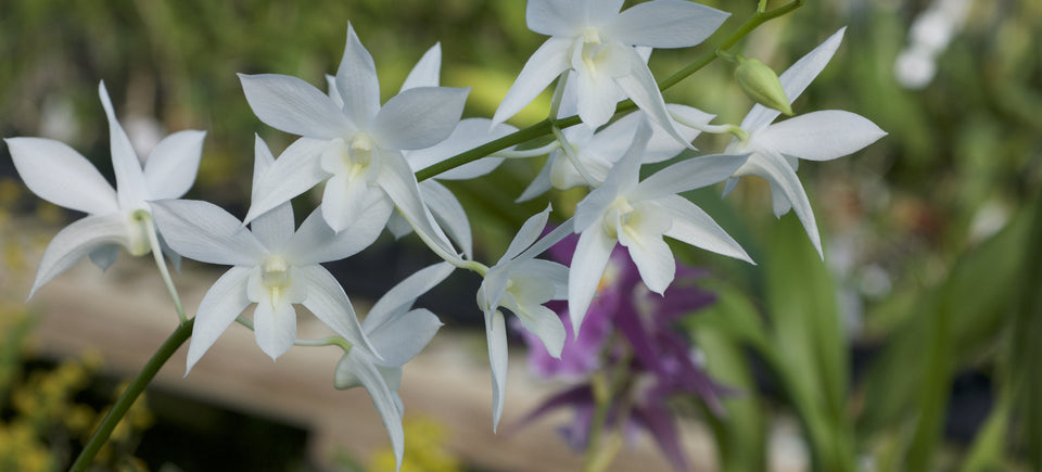 Dendrobium White Grace 'Sato' (Den. Fiftieth State x Den. speciosum)