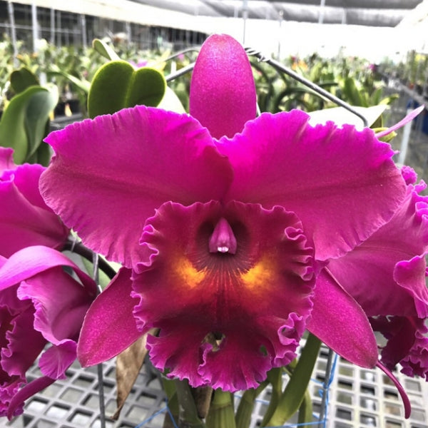 Rhyncholaeliocattleya Shang Ding Red Dragon