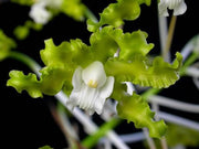 Schomburgkia crispa f. alba (syn. L. marginata f. alba)