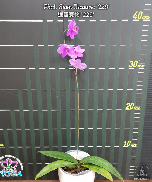 Phalaenopsis Siam Treasure (Phal. lowii x Phal. Pulcherrima)