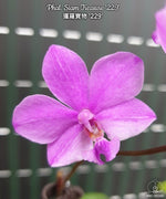 Carica l&#39;immagine nel visualizzatore Galleria, Phalaenopsis Siam Treasure (Phal. lowii x Phal. Pulcherrima)
