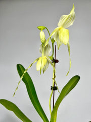 Paphiopedilum Mount Toro fma. Album (Paph. stonei x Paph. philippinense)