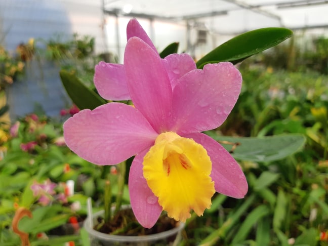 Sophrocattleya Crystelle Smith 'N.R' HCC/AOS (Beufort x loddigesii)