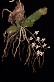 Aerangis somalensis