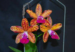 Carica l&#39;immagine nel visualizzatore Galleria, Cattleya Leopard Lou &#39;Satay&#39;
