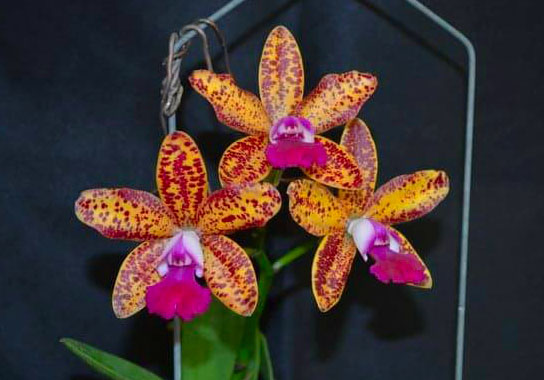 Cattleya Leopard Lou 'Satay'