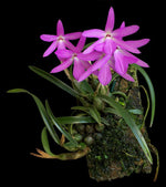 Load image into Gallery viewer, Sophronitella violacea
