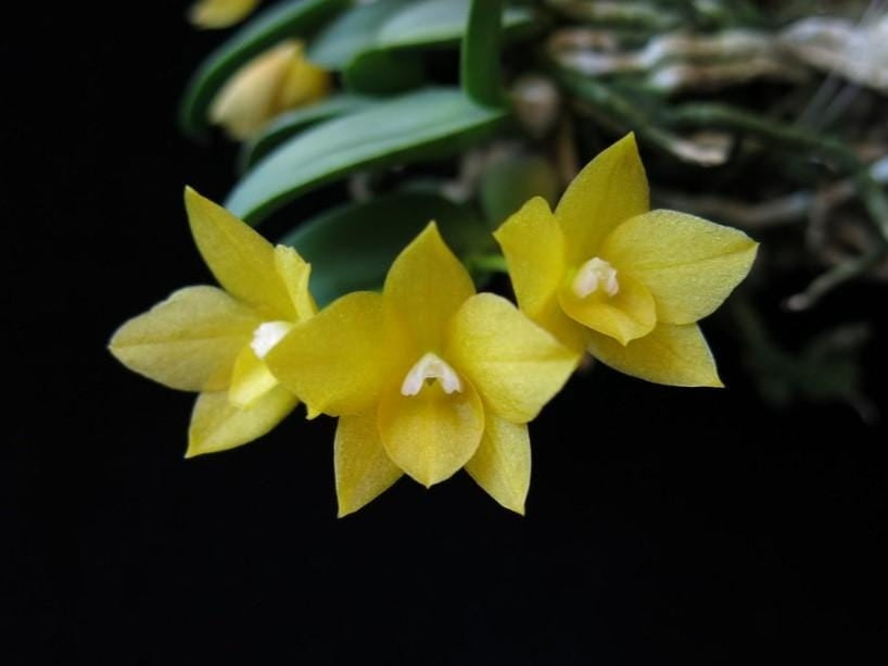 Sophronitis cernua f. aurea (Yellow Magic x Multi Yellow)