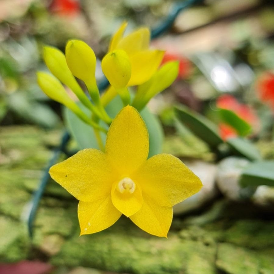 Sophronitis cernua f. aurea (Yellow Magic x Multi Yellow)