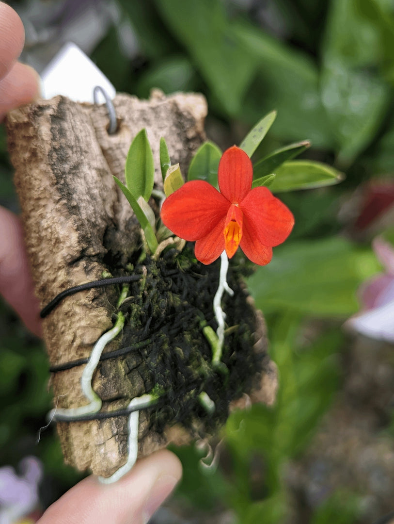 Sophronitis pygmaea - Brazil Import