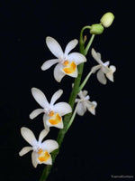 Carica l&#39;immagine nel visualizzatore Galleria, Phalaenopsis malipoensis
