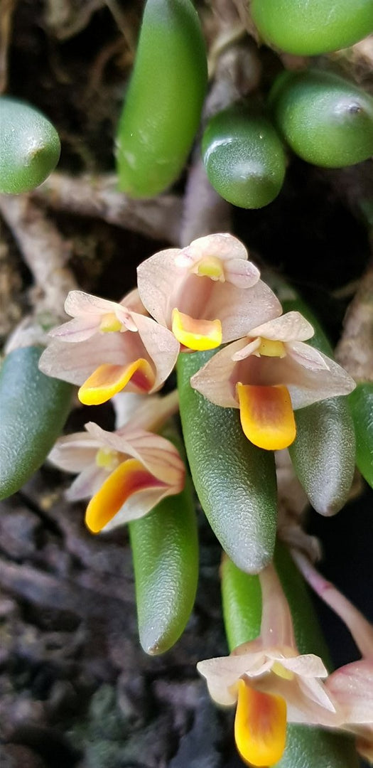 Dendrobium lichenastrum