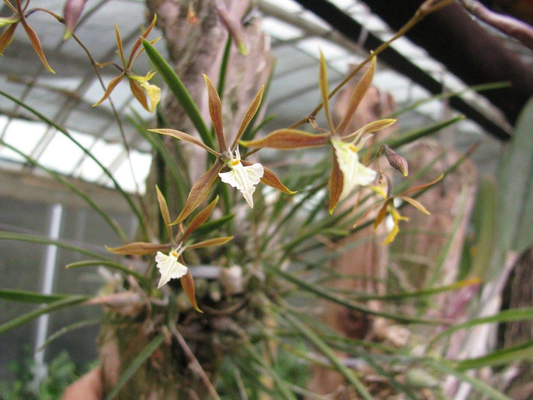 Encyclia granitica