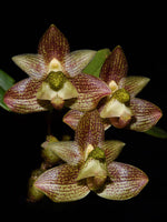 Load image into Gallery viewer, Bulbophyllum pectinatum
