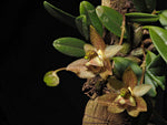 Load image into Gallery viewer, Bulbophyllum pectinatum