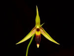 Chargez l'image dans la visionneuse de galerie, Bulbophyllum blumei