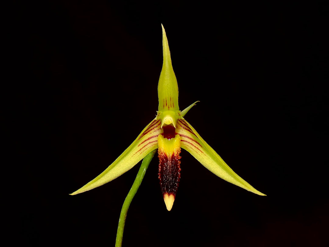 Bulbophyllum blumei