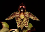 Load image into Gallery viewer, Catasetum sanguineum